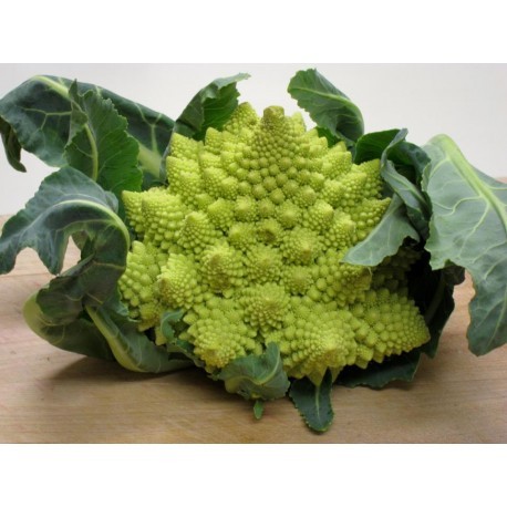 Gipsy roman broccoli seeds