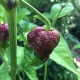 Nagabrain Chocolate Seeds