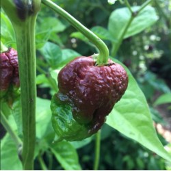 Nagabrain Chocolate Seeds