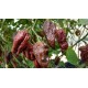 Nagabrain Chocolate Seeds
