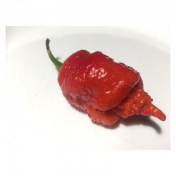 Carolina Reaper Red Seeds