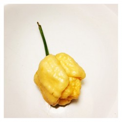 Trinidad Moruga Scorpion Yellow Seeds