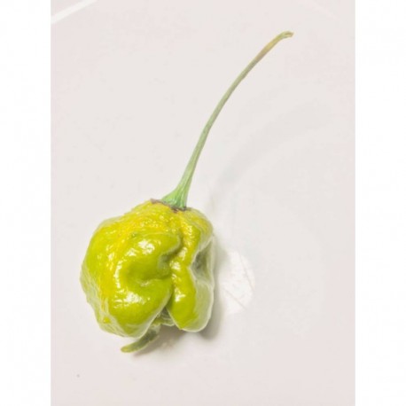 Trinidad Moruga Scorpion Green Seeds