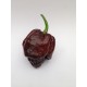 Trinidad Moruga Scorpion Chocolate Seeds