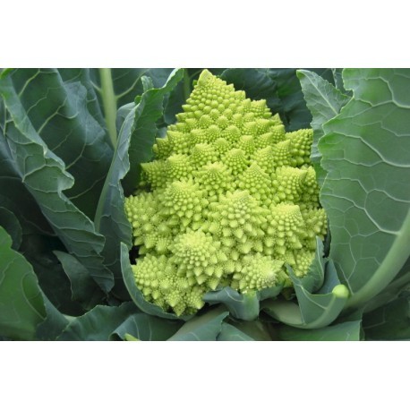 Veronica natalino roman broccoli