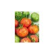 Tirouge striped round tomato seeds