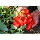 H1538 San Marzano tall tomato seeds