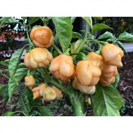 Trinidad Moruga Scorpion Peach Seeds