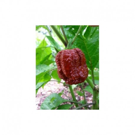 Borg 9 Chocolate Seeds