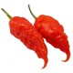 Jais Ghost Scorpion Red Seeds