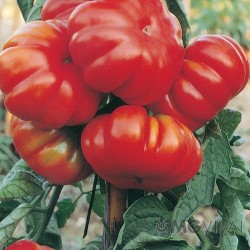 Fiorentino Novoli ribbed tomato seeds