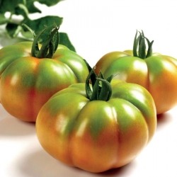 Marmolada ribbed tomato seeds