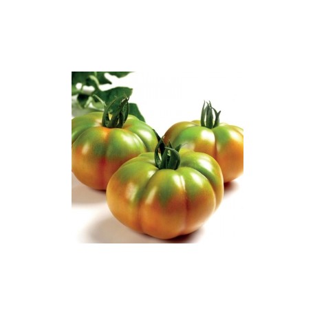 Marmolada ribbed tomato seeds