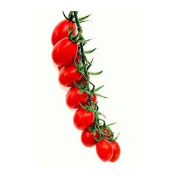 Datterino Gocciolino cherry tomato seeds
