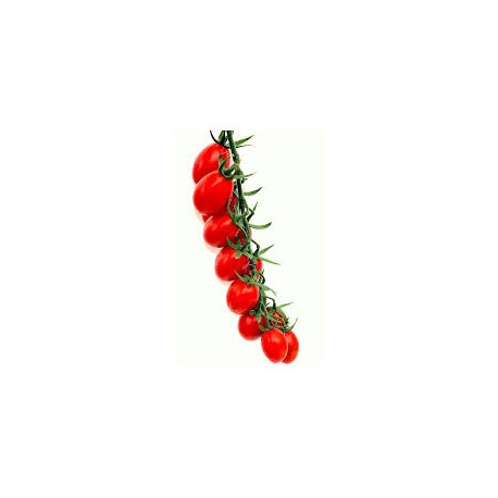 Datterino Gocciolino cherry tomato seeds