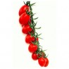 Datterino Gocciolino cherry tomato seeds
