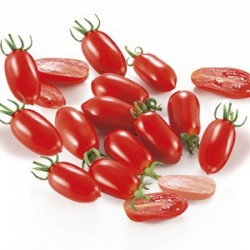 Lobello Datterino cherry tomato seeds