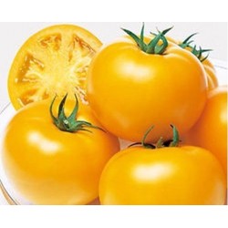 Semi di pomodoro giallo d’inverno “Ponderosa”