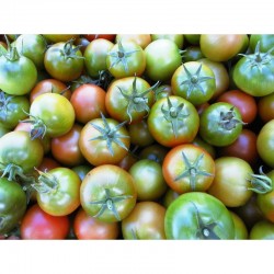 Semi di pomodoro grappolo siciliano nano “Verdinio”