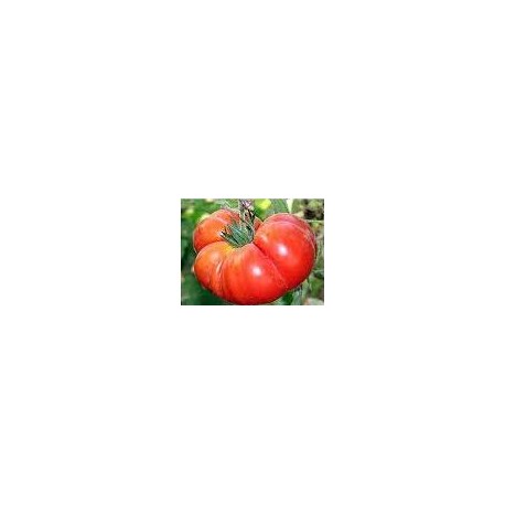 Marmande Degheio tomato seeds