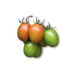Cencara half elongated tomato seeds
