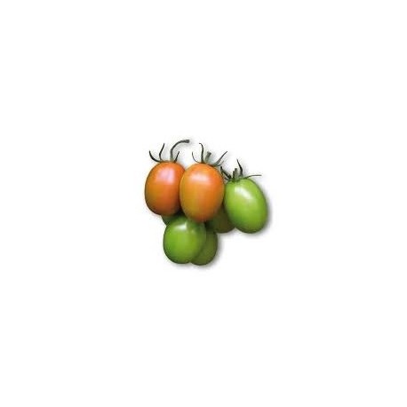 Cencara half elongated tomato seeds