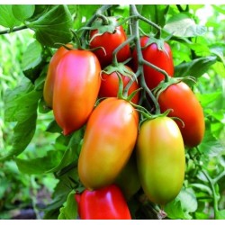 Murano oval half elongated tomato seeds