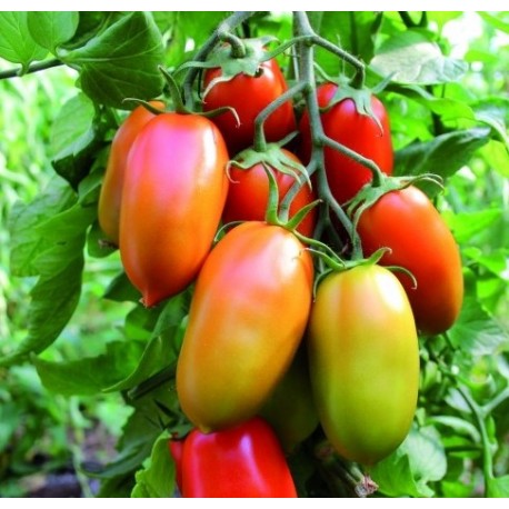 Murano oval half elongated tomato seeds