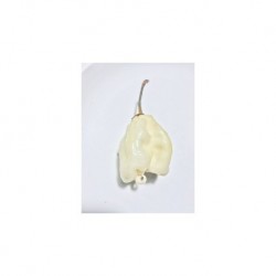 Carolina white secco