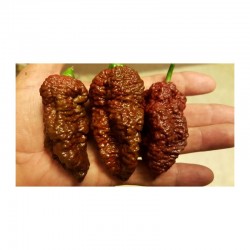 Big Black Mama Seeds