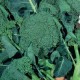 Calabrian ramose broccoli seeds