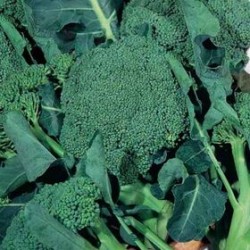 Calabrian ramose broccoli seeds