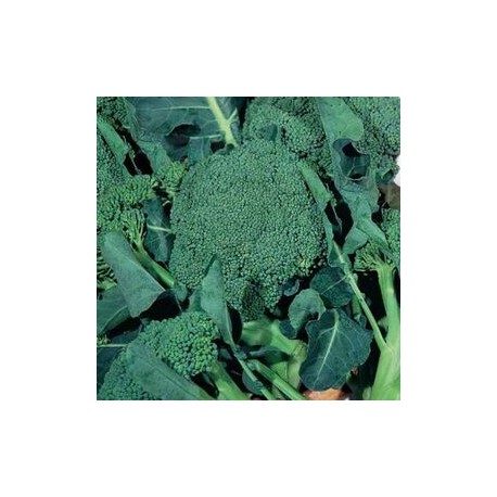 Calabrian ramose broccoli seeds