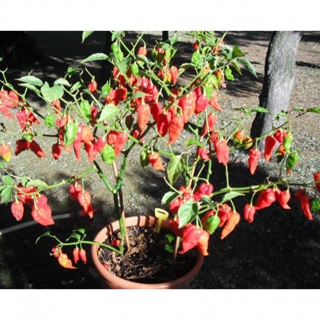 Semi di Naga Morich