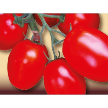 Tall Rio Grande oval tomato seeds