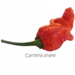 Dried Carolina Snake