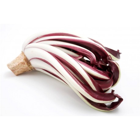 Late radicchio di Treviso seeds