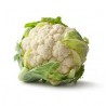 Pure-white cauliflower seeds