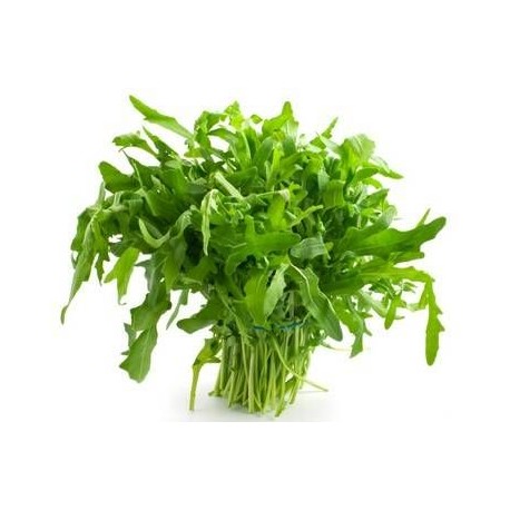 Semi di rucola coltivata