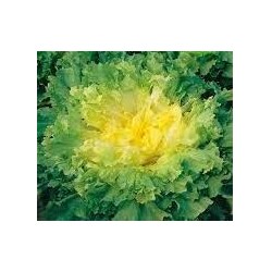 Late escarole Alaska seeds