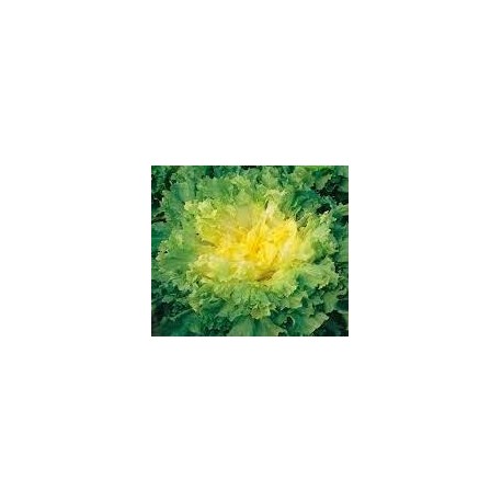 Late escarole Alaska seeds
