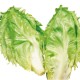 Bordeaux Horned Escarole Seeds