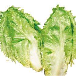 Bordeaux Horned Escarole Seeds
