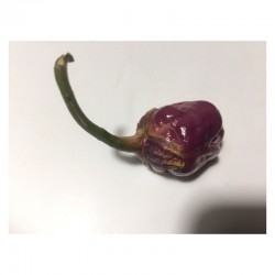 Bubblegum Purple Seeds