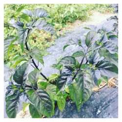 Bella Pianta Seeds