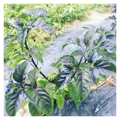 Bella Pianta Seeds