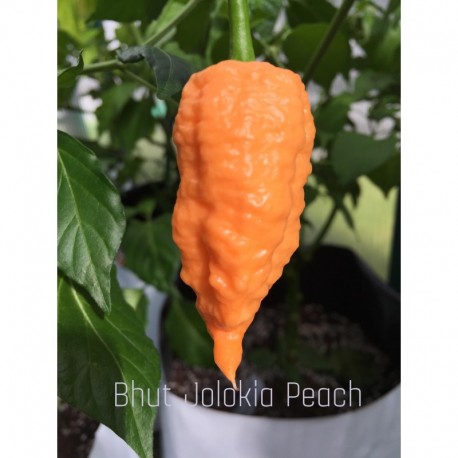 Bhut Jolokia Peach Seeds