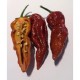 Bhut Jolokia Chocolate Seeds