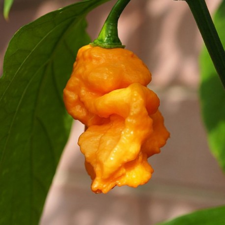 Bhut Orange Copenhagen Seeds