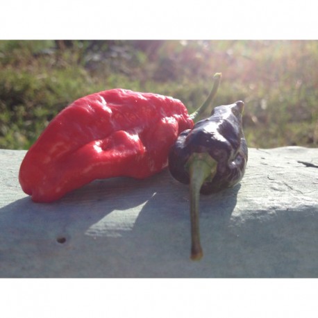 Bhut Jolokia Black Strain Seeds